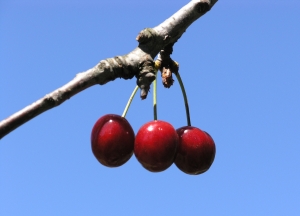 Cherry Picking