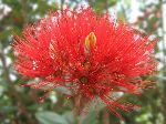 pohutakawa flower - a Thomson Reuters Christmas