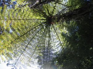NZ ferns