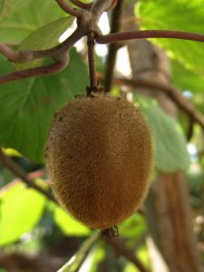 kiwi fruit on vine