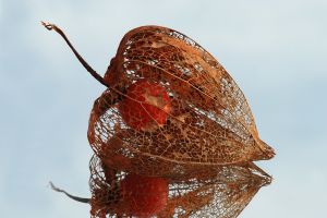 dried skeleton seed capsule