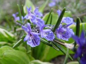rosemary: aromatic herb in flower