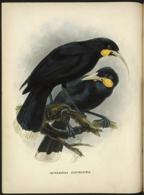  NZ Huias - Walter Buller - a History of Birds in NZ 1888