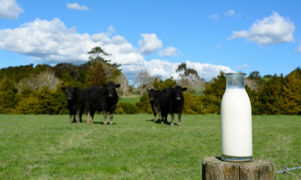 Dairy cows + bottle of milk